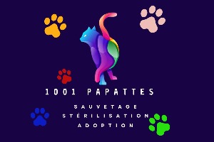 1001 Papattes