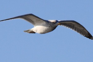 ASSOCIATION AUX MARINS