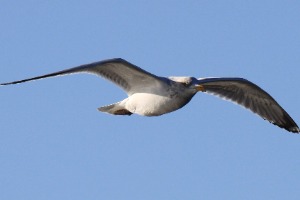 ASSOCIATION AUX MARINS